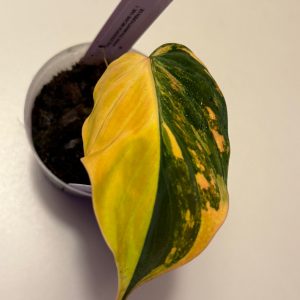 Philodendron micans variegata