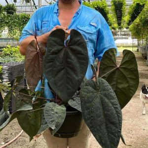 Anthurium AOS Dark SKG