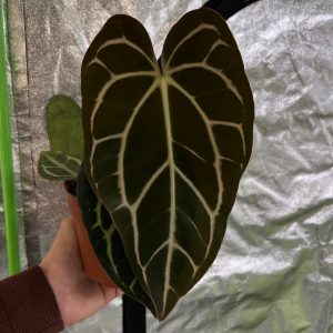 Anthurium Carlablackiae