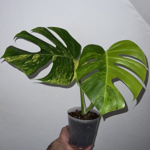 Monstera deliciosa aurea variegata