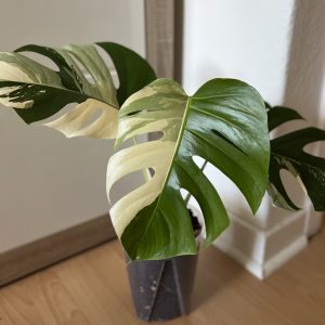 Monstera Brazilian Mint