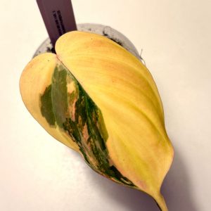 Philodendron micans variegata
