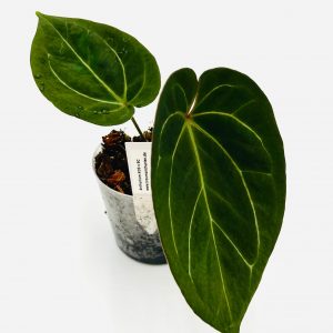 Anthurium KOS x RC