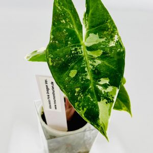 Alocasia Pink Dragon Variegata