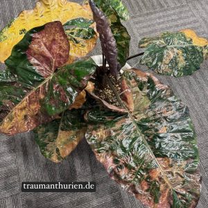 Alocasia Plumbea Nigra Golden Variegata (1)