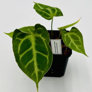 Anthurium Muchlis x Boogie