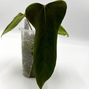 Anthurium (RL x FS) x self (Flat Sinus)
