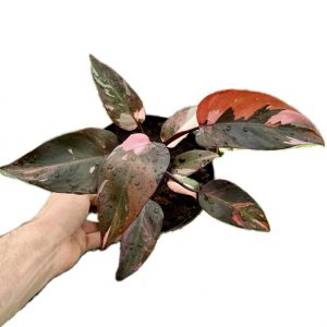 Philodendron Princess of Fire / Fire Princess (1)