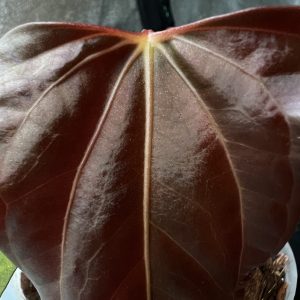 Anthurium FSRL X RLFS