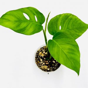 Monstera Uno (1)