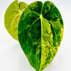 Anthurium AOS Tezula x AOS SKG Variegata