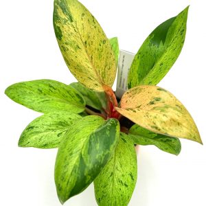 Philodendron Green Congo Variegata "Dwarf Form"