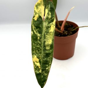 Philodendron Billietiae Variegata