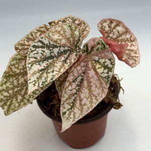 Begonia Snowcap Pink Variegata