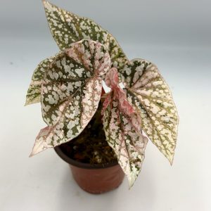 Begonia Snowcap Pink Variegata