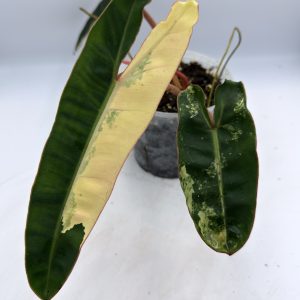 Philodendron Billietiae Variegata