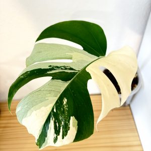 Monstera Brazilian Mint