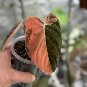 Philodendron Melanochrysum Orange/Pink Variegata