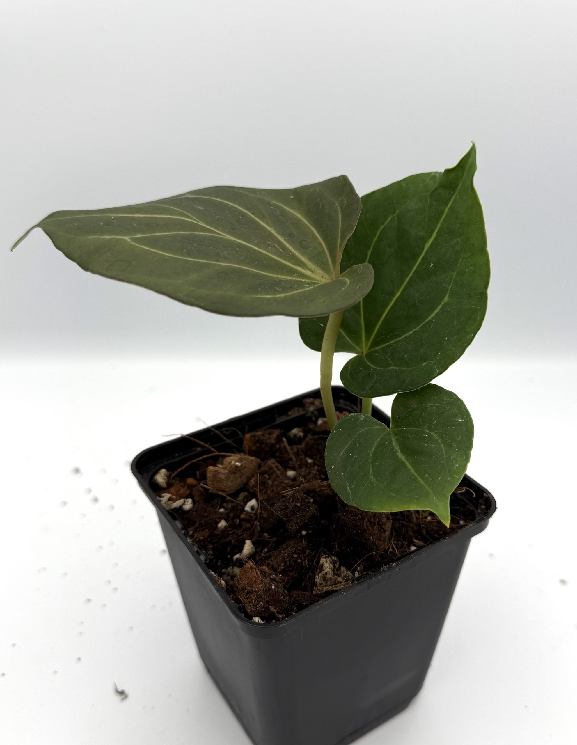 Anthurium KOS Butterfly – Traumanthurien