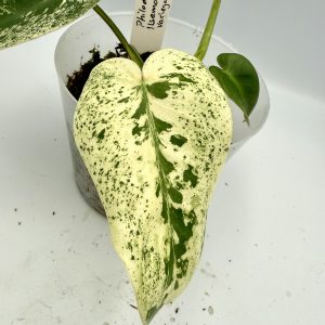 Philodendron Ilsemanii Variegata