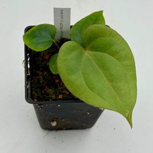 Anthurium RVDP x Luxurians