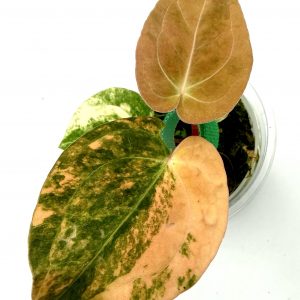 Anthurium Black Venom Variegata