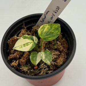 Anthurium Papillilaminum Variegata x RVDP