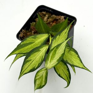 Hoya Polyneuria Variegata - mother plant