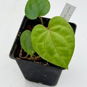 Anthurium RVDP x Luxurians