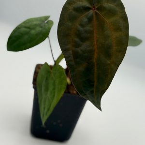 Anthurium AOS Tezula
