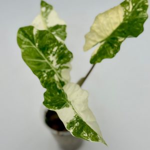Alocasia Low Rider Variegata