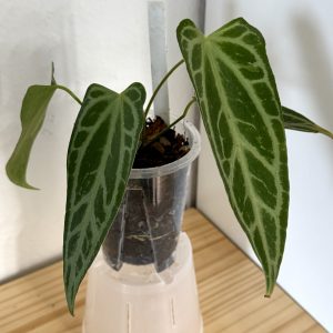 Anthurium FTG Crystallinum x self