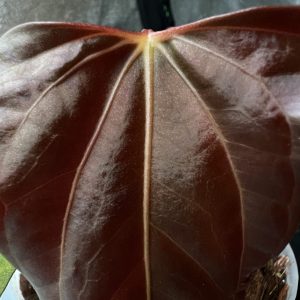 Anthurium (FSxRL) x (RLxFS)