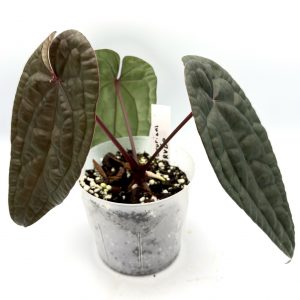 Anthurium Luxurians x RVDP