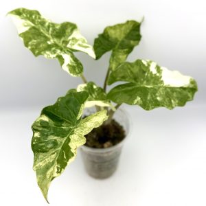 Alocasia Low Rider Variegata