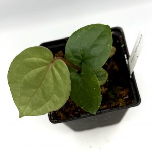 Anthurium RVDP x Luxurians