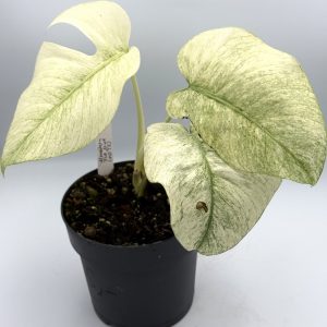Monstera Full Mint (No Tc)