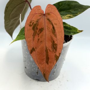 Anthurium AOS Tezula x RVDP