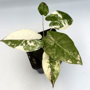 Alocasia Plumbea Nigra Golden Variegata