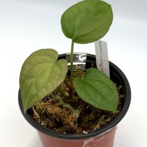 Anthurium RVDP x Luxurians