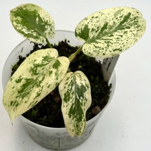 Philodendron Ilsemanii Variegata