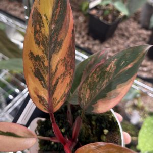 Philodendron Princess of Fire / Fire Princess