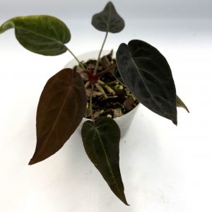 Anthurium Black Thunder