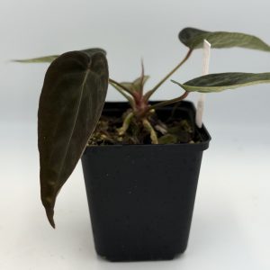 Anthurium Black Thunder