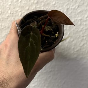 Anthurium Black Thunder