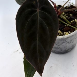 Anthurium Black Thunder (5)