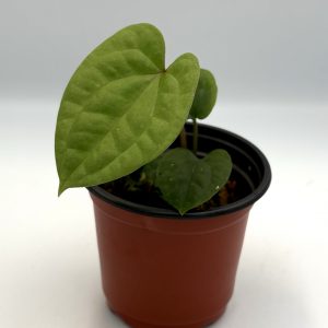 Anthurium RVDP x Luxurians