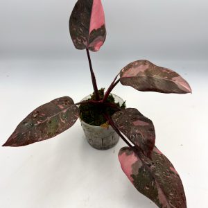 Philodendron Pink Princess Marble Galaxy