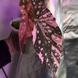 Begonia Maculata Pink Variegata