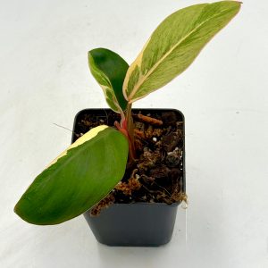 Philodendron Shady Lady